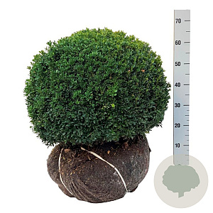 Buxus sempervirens 50-55 cm met kluit bol