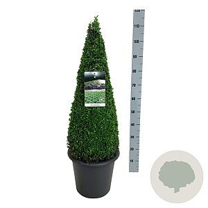 Buxus sempervirens 70-80 cm 12L piramide antraciet