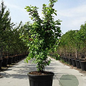 Calycanthus floridus 150-175 cm 40L meerstammig