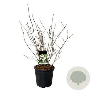 Calycanthus 'Venus' 60-80 cm 30L extra