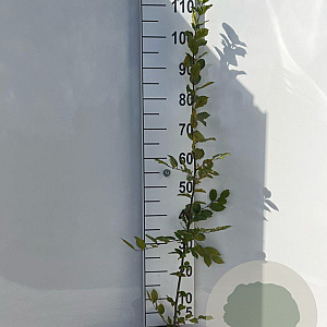 Carpinus betulus 100-125 cm 2,0L