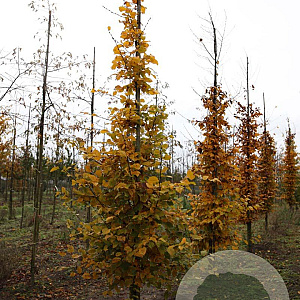 Carpinus betulus 12-14 HO draadkluit geveerd