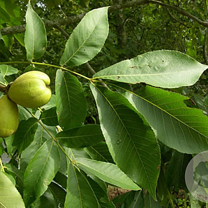 Carya laciniosa 125-150 cm 10L