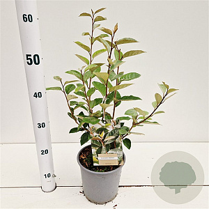 Elaeagnus ebbingei 30-40 cm 2,5L