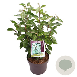 Elaeagnus ebbingei 60-80 cm 7,5L