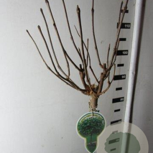 Catalpa bignonioides 'Nana' 120 cm stam 7,5L