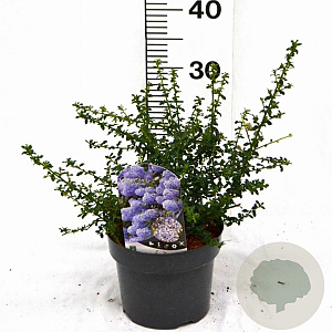 Ceanothus 'Blue Mound' 25-30 cm 3,0L