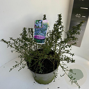 Ceanothus 'Blue Mound' 30-40 cm 5,0L