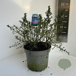 Ceanothus 'Blue Mound' 30-40 cm 5,0L