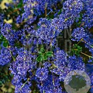 Ceanothus 'Blue Sapphire' GM 7,5L leverbaar