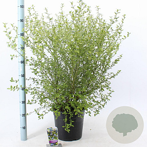 Ceanothus El Dorado 40-50 cm 10L