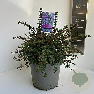 Ceanothus 'Emily Brown' 30-40 cm 5,0L