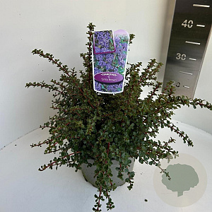 Ceanothus 'Emily Brown' 30-40 cm 5,0L