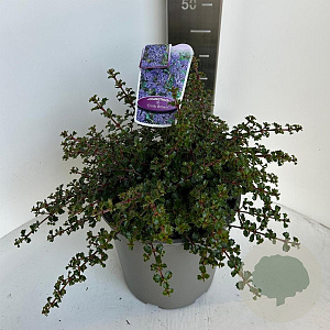 Ceanothus 'Emily Brown' 40-50 cm 10L