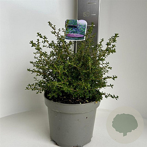 Ceanothus 'Julia Phelps' 30-40 cm 5,0L