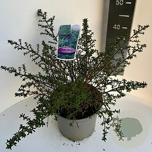 Ceanothus 'Julia Phelps' 30-40 cm 5,0L