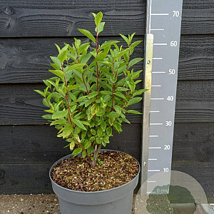 Ceanothus pallidus Marie Rose 40-50 cm 10L