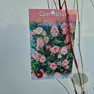 Ceanothus pallidus 'Marie Simon' 60-70 cm 2,5L