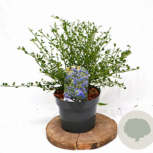 Ceanothus impressus 'Victoria' 30-40 cm 3,0L