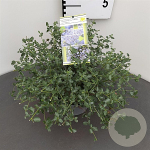 Ceanothus thyrsiflorus repens 25-30 cm 2,5L