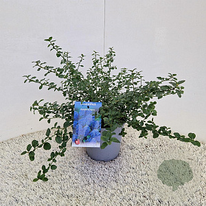 Ceanothus thyrsiflorus repens 25-30 cm 2,5L