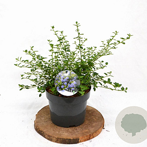Ceanothus thyrsiflorus repens 25-40 cm 3,0L