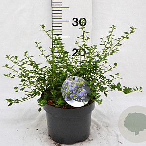 Ceanothus thyrsiflorus repens 25-40 cm 3,0L
