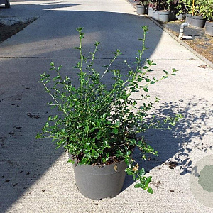 Ceanothus thyrsiflorus repens 40-50 cm 10L