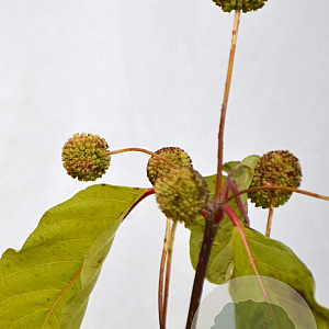 Cephalanthus occidentalis 40-60 cm 5,0L