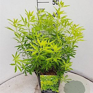 Choisya Goldfingers GM 2,0L leverbaar