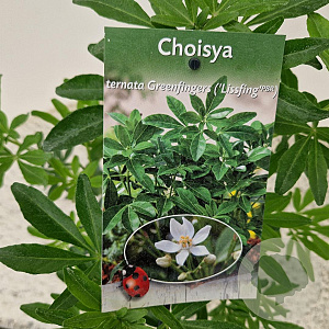 Choisya Green Fingers 35-40 cm 2,5L