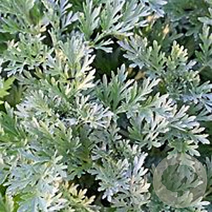 Artemisia absinthium GM P13