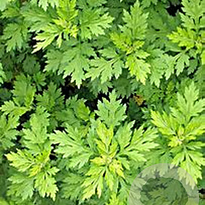 Artemisia vulgaris GM P13
