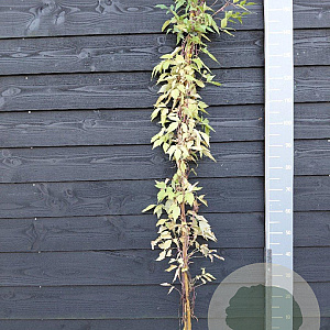 Clematis 'Fragrant Spring' 150-175 cm vierkant rond 5,5L