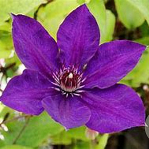 Clematis 'Gipsy Queen' 80 cm rozenpot 2L