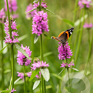 Stachys officinalis GM P13