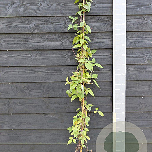 Clematis 'Mayleen' 150-175 cm vierkant rond 5,5L