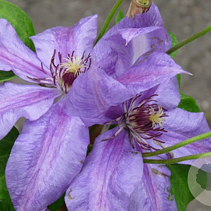 Clematis 'Minister' 80 cm rozenpot 2L