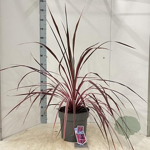 Cordyline Festival Raspberry 70-80 cm 12L