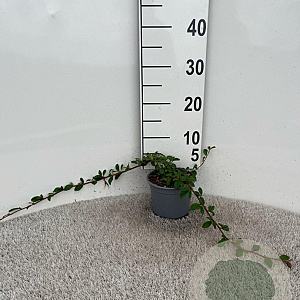 Cotoneaster dammeri 20-30 cm C1.3