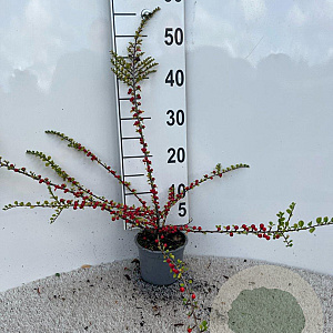 Cotoneaster horizontalis 40-60 cm C1.3