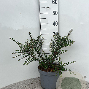 Cotoneaster horizontalis 40-60 cm 5,0L
