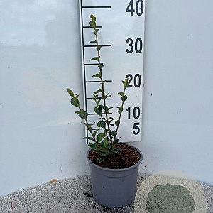 Cotoneaster simonsii plantgoed 2,0L