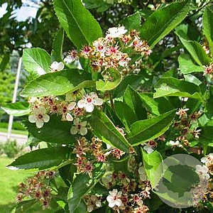 Crataegus lavalleei 10-12 HO draadkluit