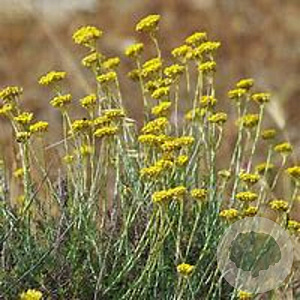 Helichrysum italicum GM P13