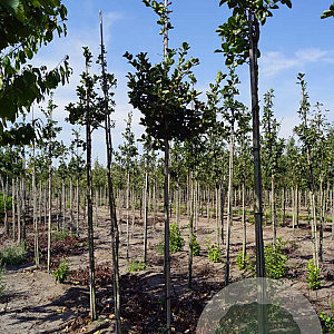 Crataegus succulenta Boomfeestdag 8-10 HO draadkluit