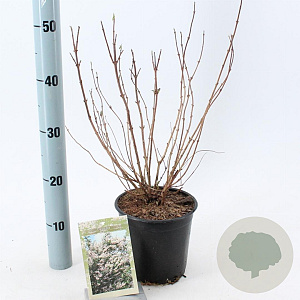 Deutzia scabra 40-50 cm 2,0L