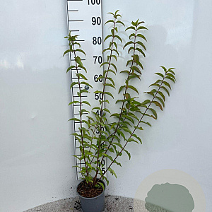 Deutzia scabra 60-80 cm 2,0L