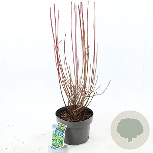 Enkianthus campanulatus 40-50 cm 5,0L