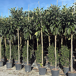 Eriobotrya japonica 6-8 HO 25L